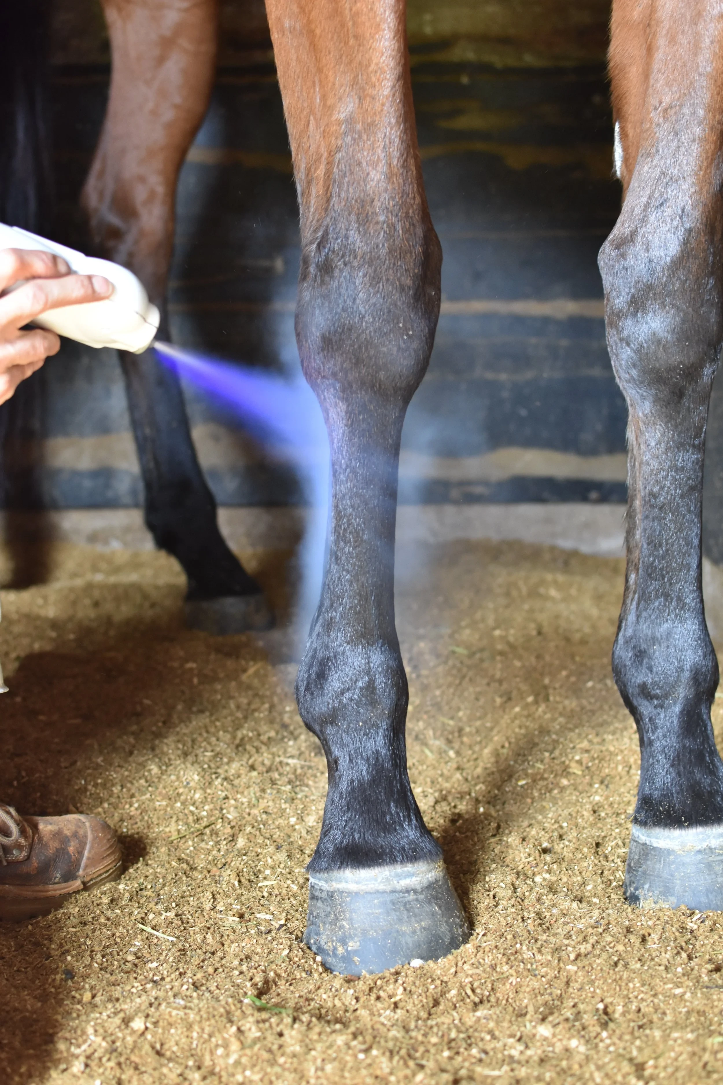 Equine laminitis cold therapy treatment